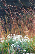 OB145 Everlasting Daisies, Outback Australia